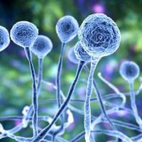 قارچ سیاه چیست